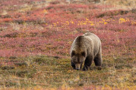 Grizzly Bear in Alaska in Autumnの写真素材