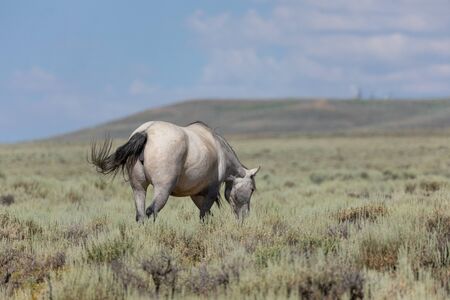 Wild Horse in the Colorado High Desertの写真素材