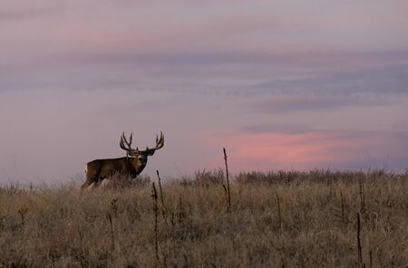 Mule Deer Buck at Sunrise
