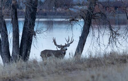 Mule Deer buck in Colorado