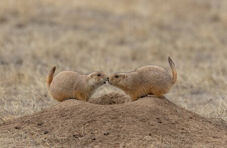 Prairie Dogs at Burrowの写真素材
