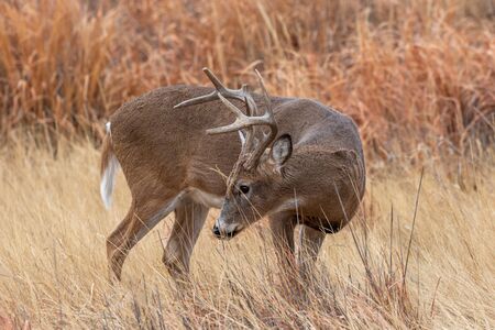 Whitetail Deer Buck in Fallの写真素材