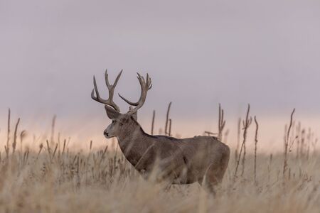 Mule Deer Buck in the Fall Rut at Sunriseの写真素材
