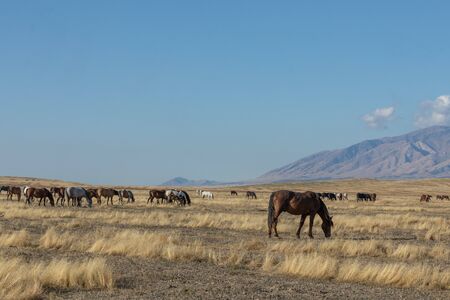 Herd of Wild Horses in Utah in Fallの写真素材