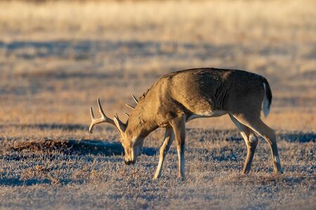 Whitetail Deer buck in Fall