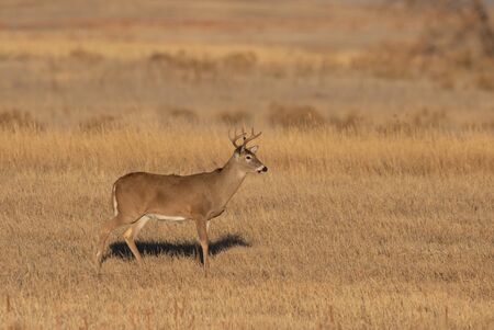 Whitetail Deer Buck in Fall