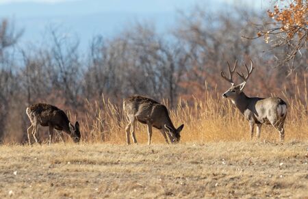 Mule Deer Buck and Does in Rut