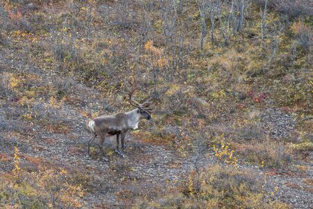 Barren Ground Caribou Bull in Fallの写真素材