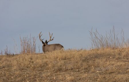 Mule Deer Buck in the Fall Rut