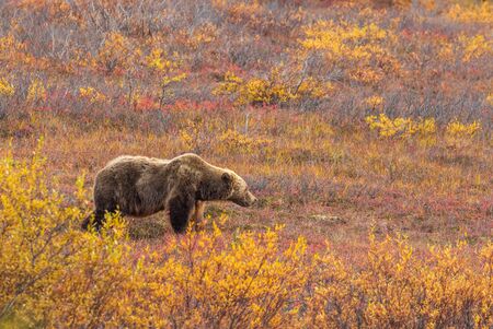 Grizzly Bear on the Tundra in Autumnの写真素材
