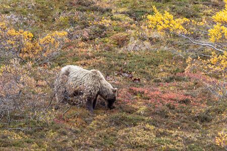 Grizzly Bear in Alaska in Autumnの写真素材