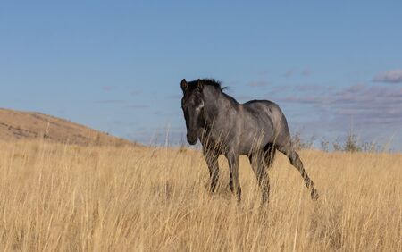 Wild Horse in Fall in the Utah Desertの写真素材