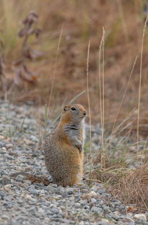 Arctic Ground Squirrel in Fall in Alaska