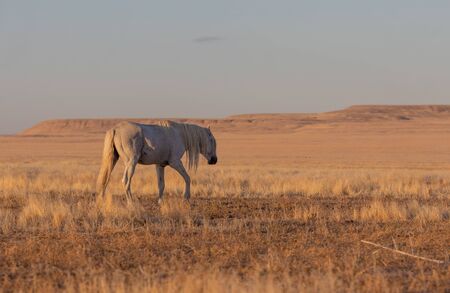 Wild Horse in Fall in the Utah Desertの写真素材