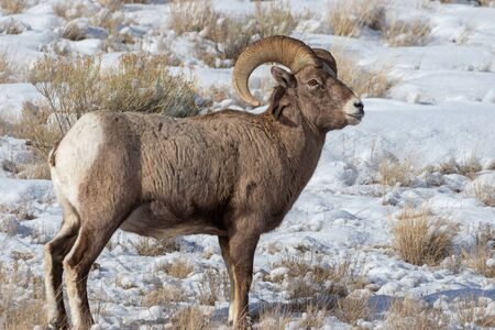 Bighorn Sheep Ram in Winterの写真素材