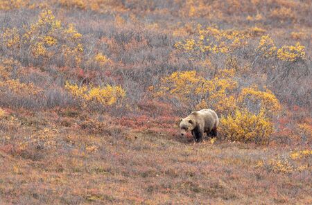 Grizzly Bear in Fall in Alaskaの写真素材
