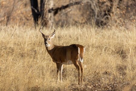 Whitetail Deer Buck in the Fall Rut