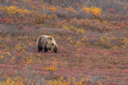 Grizzly Bear on the Alaska Tundra in Autumn