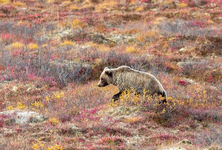 Grizzly Bear in Autumn in Denali National Park Alaska