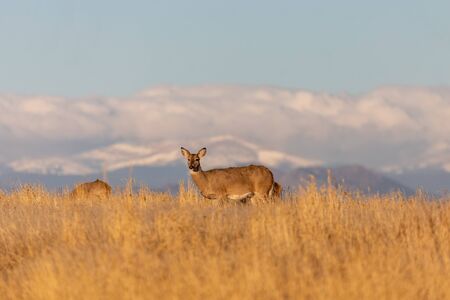 Whitetail Deer Doe in Fall