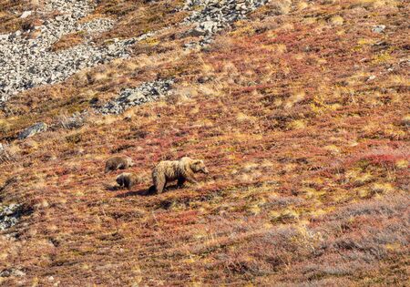 Grizzly Bear Sow and Cub in Alaska in Autumnの写真素材