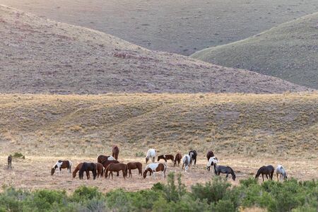 Herd of Wild Horses in the Utah Desert