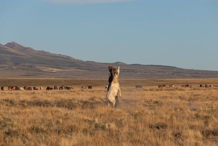 Wild Horse Stallions Sparringの写真素材