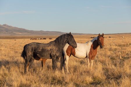 Wild Horses in the Utah Desertの写真素材