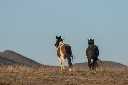 Wild Horses in the Utah Desertの写真素材