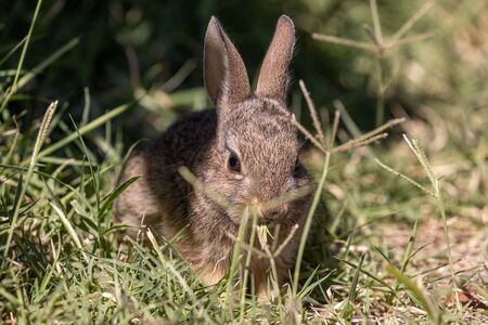 Cute Young Cottontail Rabbitの写真素材
