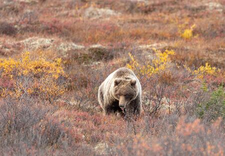 Grizzly Bear in Alaska in Fallの写真素材