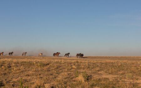 Herd of Wild Horses in the Utah Desertの写真素材