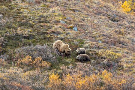 Grizzly Bear Sow and Cubs in Autumn in Alaskaの写真素材