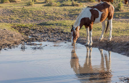 Wild Horse at a Desert Waterhole in Utah in Springの写真素材