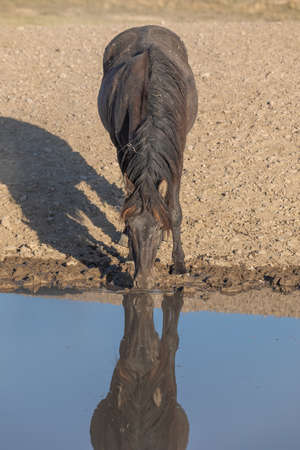 Wild Horse at a Desert Waterhole in Utah in Springの写真素材