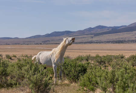 Majestic Wild Horse Stallion in Utahの写真素材
