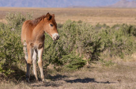 Wild Horse Foal in the Utah Desertの写真素材