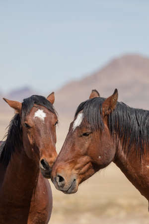 Wild Horses in Spring in the Utah Desertの写真素材