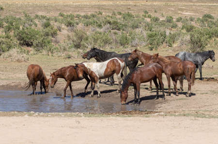 Wild horses at a Waterhole in the Utah Desert