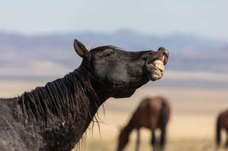 Wild Horse in the Utah Desertの写真素材