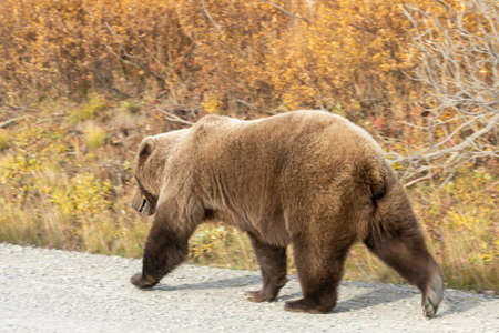 Grizzly Bear in Denali National Park Alaska in Autumnの写真素材