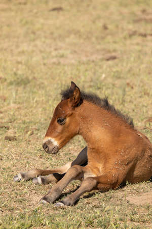 Wild Horse Foal in Spring in utahの写真素材