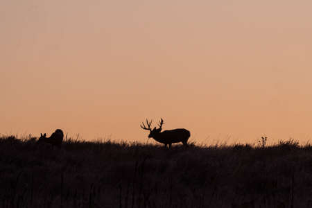 Mule Deer at Sunrise During the Fall Rutの写真素材