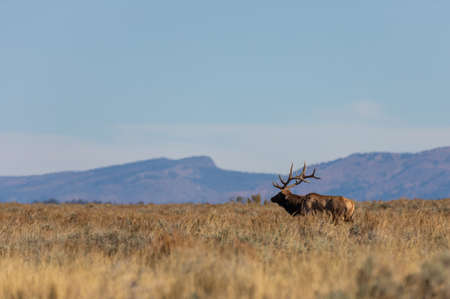 Bull Elk in Autumn in Wyomingの写真素材