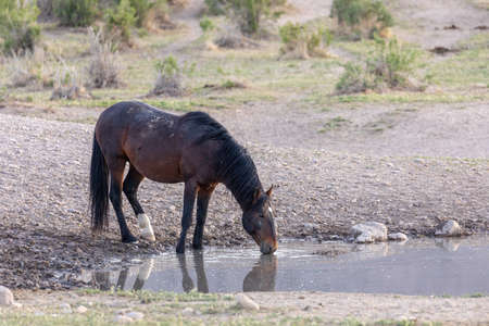 Wild Horse at a Desert Waterhole in Utahの写真素材