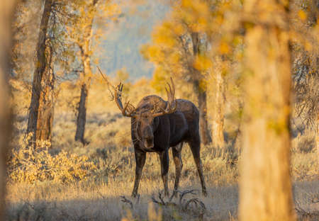 Bull Moose in Fall in Wyomingの写真素材