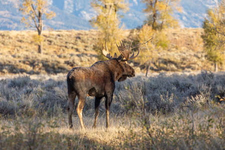 Bull Moose in Fall in Wyoming