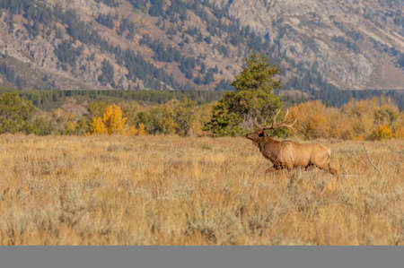 Bull Elk in the Fall Rut in Wyomingの写真素材
