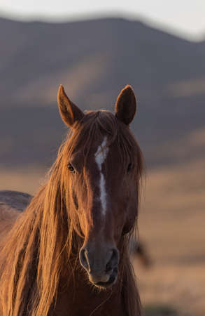 Wild Horse in the Utah Desertの写真素材
