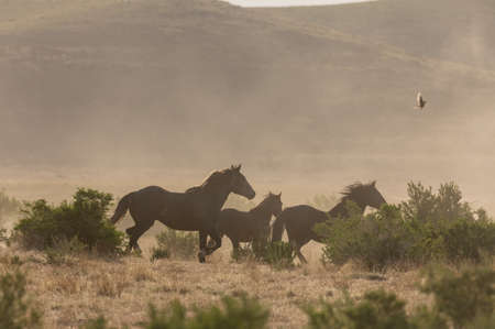 Wild Horses in the Utah Desert